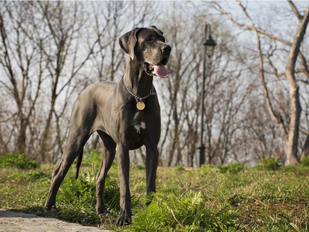 世界上最大的幾個犬種,沒有之一