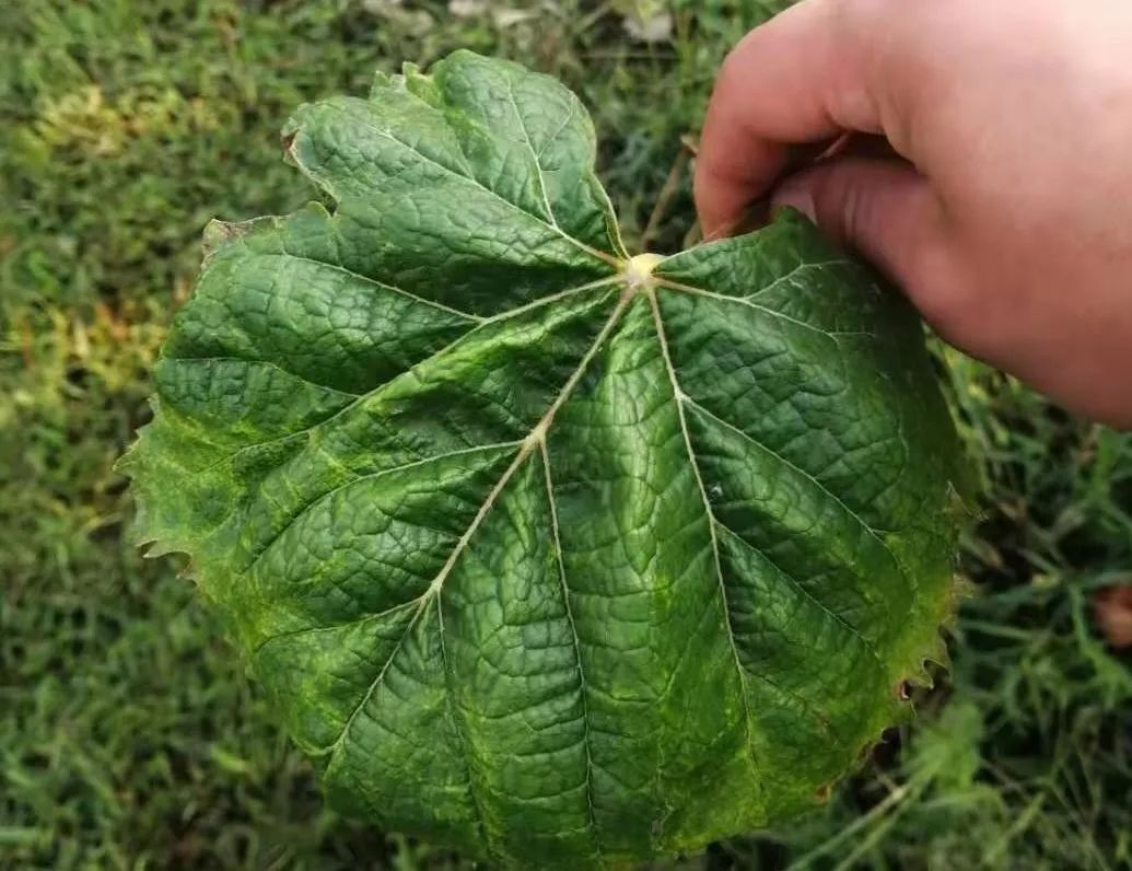 葡萄缺钙的症状图片图片