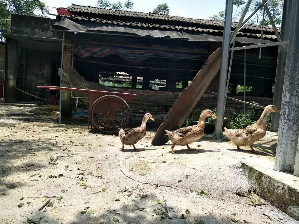 桂林寻场地搞养殖
