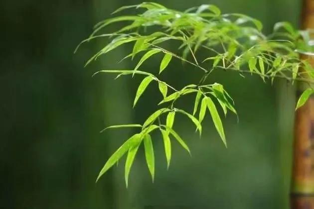 青竹中医,青竹_大山谷图库