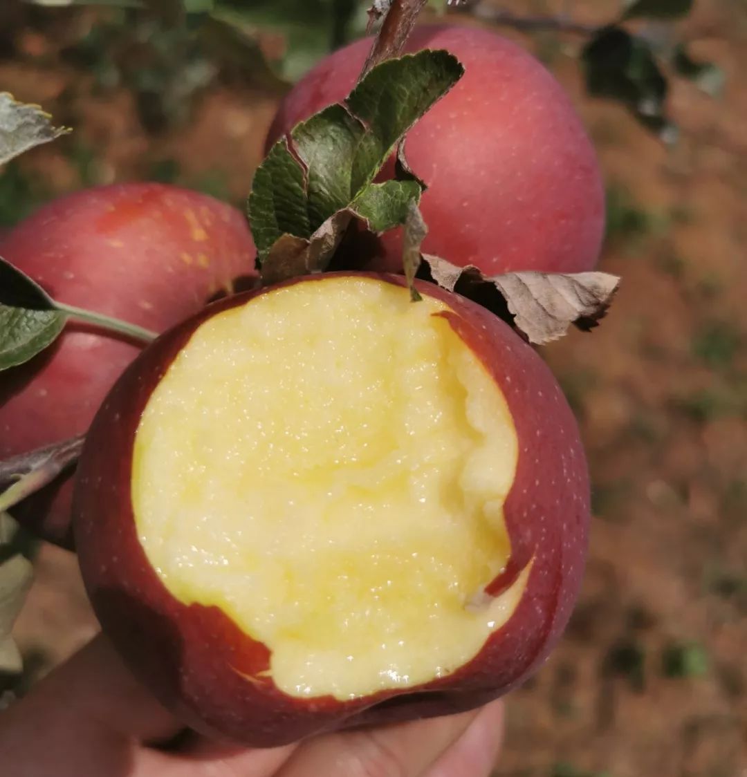 也没有出过大山,甚至普通话都说不标准,但却是种苹果的好手,一年到头