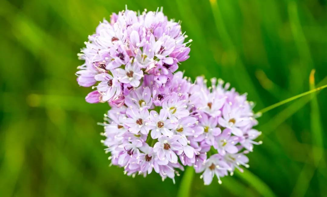 告诉我因为今年呼伦贝尔的雨水好,在去贝尔湖的路上有大片的野沙葱花