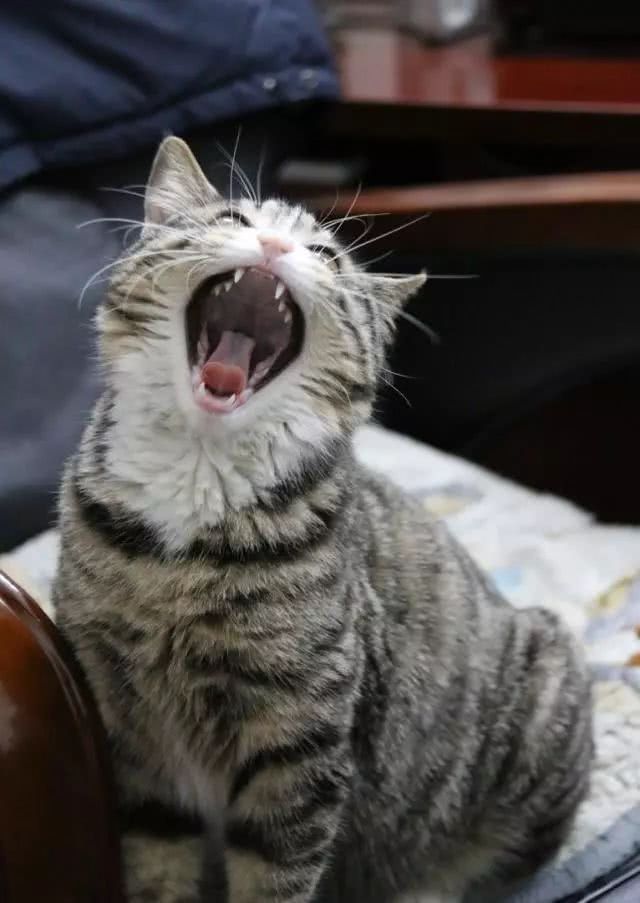 爷爷假装打猫,护崽奶奶直接用拖鞋"揍"爷爷_猫咪