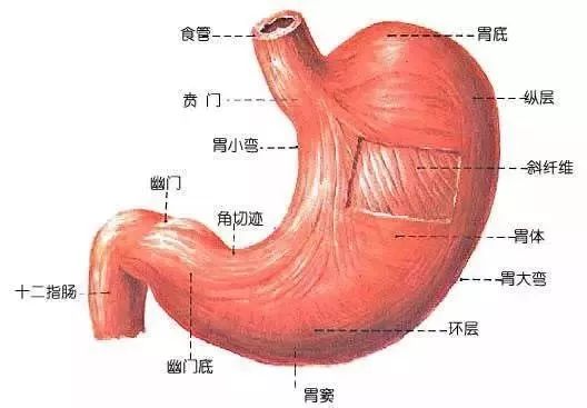 茶要这么喝才养胃