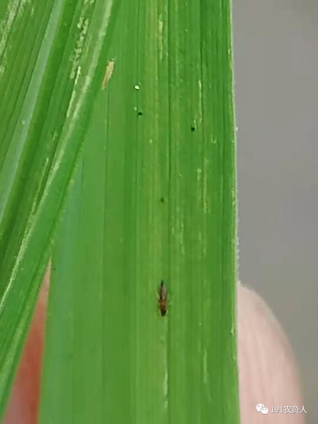 水稻除草剂药害产生的原因?如何补救?【收藏】_药剂