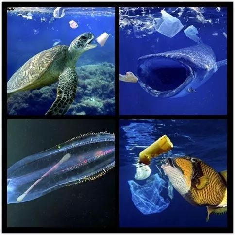 海洋动物误食垃圾图片图片