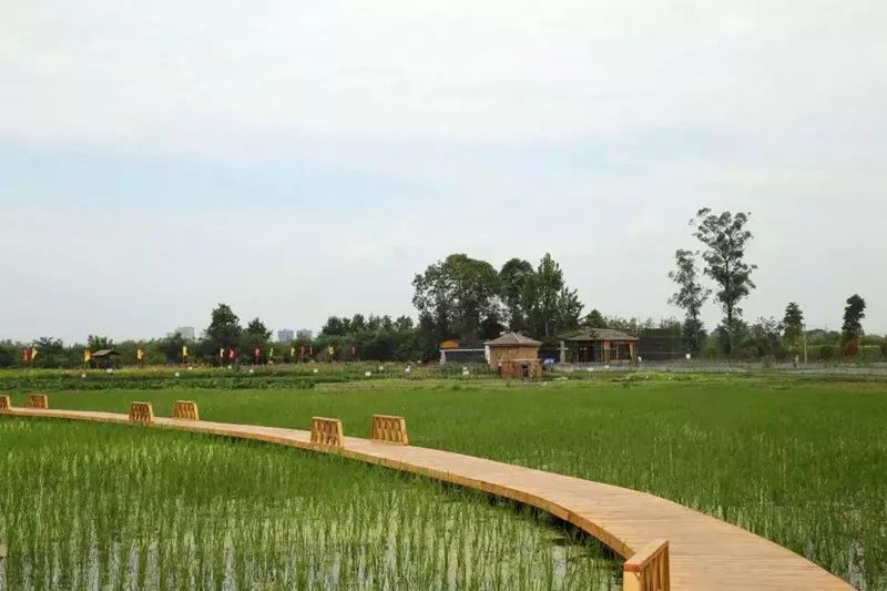 点赞大邑董场共生经济模式助力乡村振兴