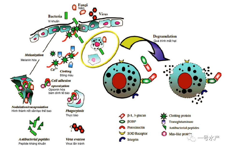虾最重要的免疫系统,竟然是它!_血细胞