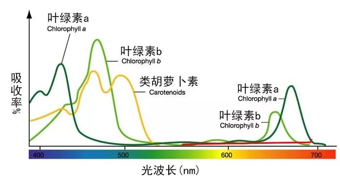 叶绿素是参与光合作用的重要物质下图是植物光合作用原理图和植物吸收