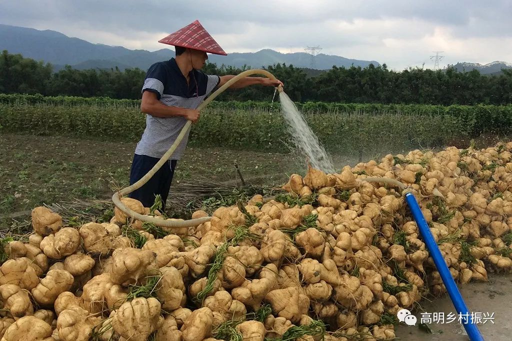 今年头造沙葛成熟,产量价格"双高"_种植