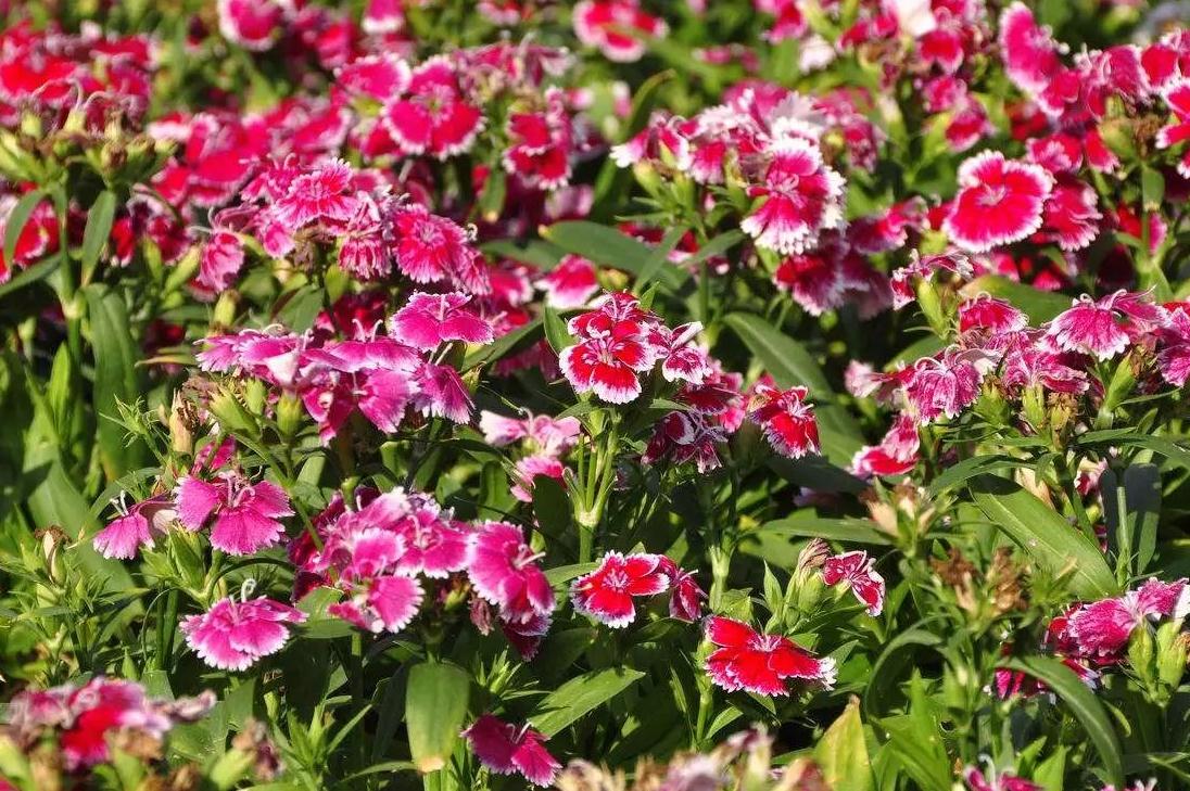 一波花卉五彩石竹养护方法简单易学
