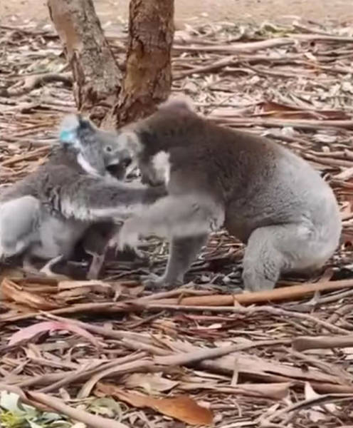 澳大利亚一公考拉求爱被拒与母考拉大打出手