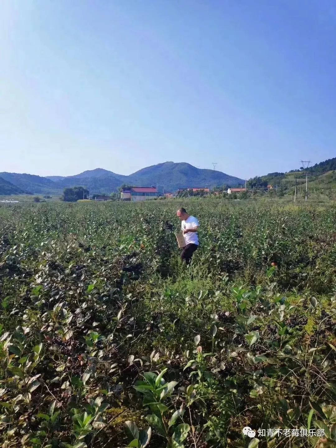 热烈庆祝不老莓北方巴马健康之旅项目推介会成功举办