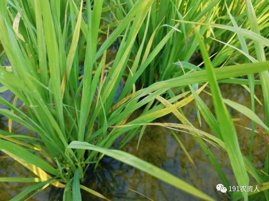 水稻除草剂药害产生的原因如何补救收藏