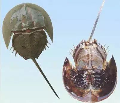 沙蒜——海葵▼蛏(青)子——蛏(chēng)子▼蝤蛑(由蒙)——yin,青蟹▼