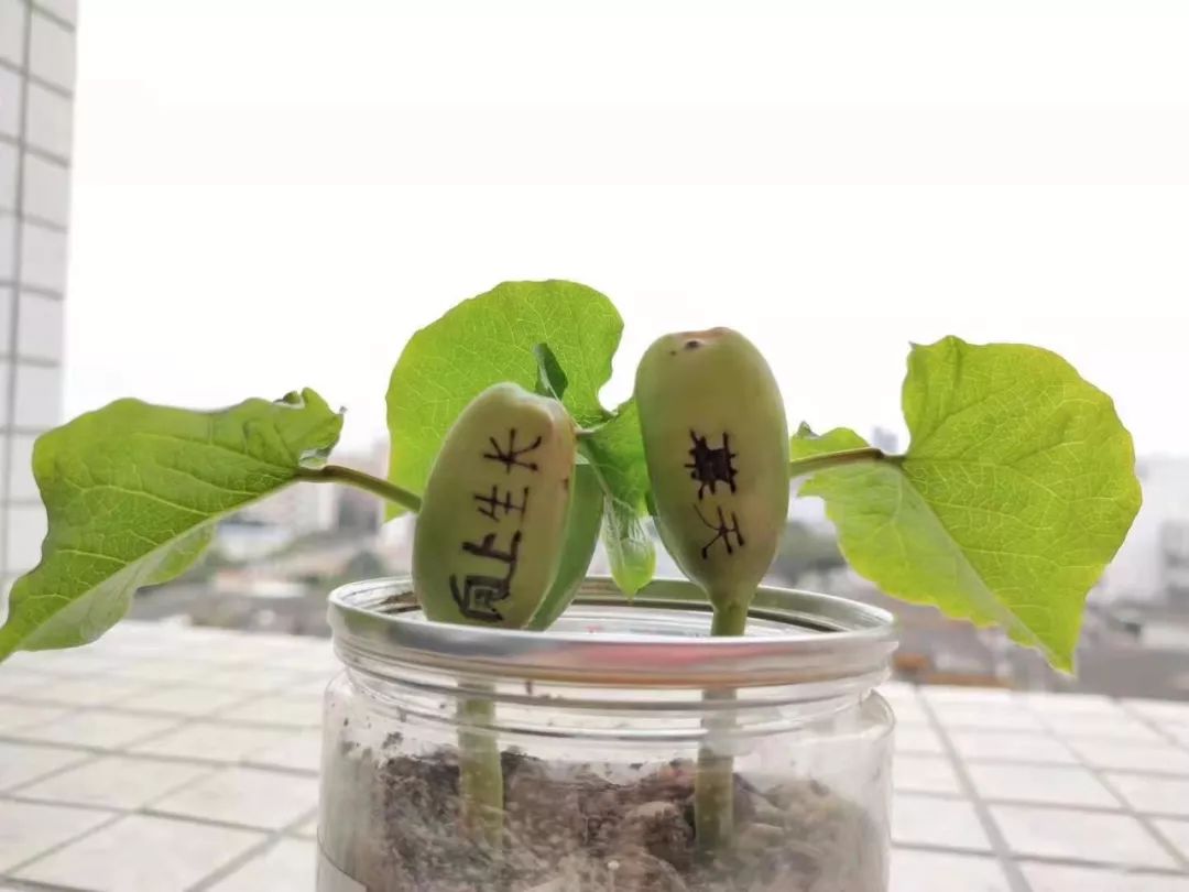 附:魔豆種植方法