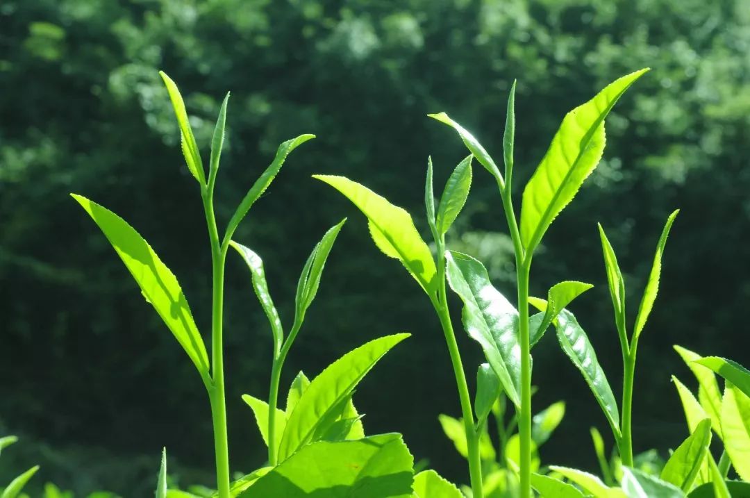 白露白露茶備受青睞