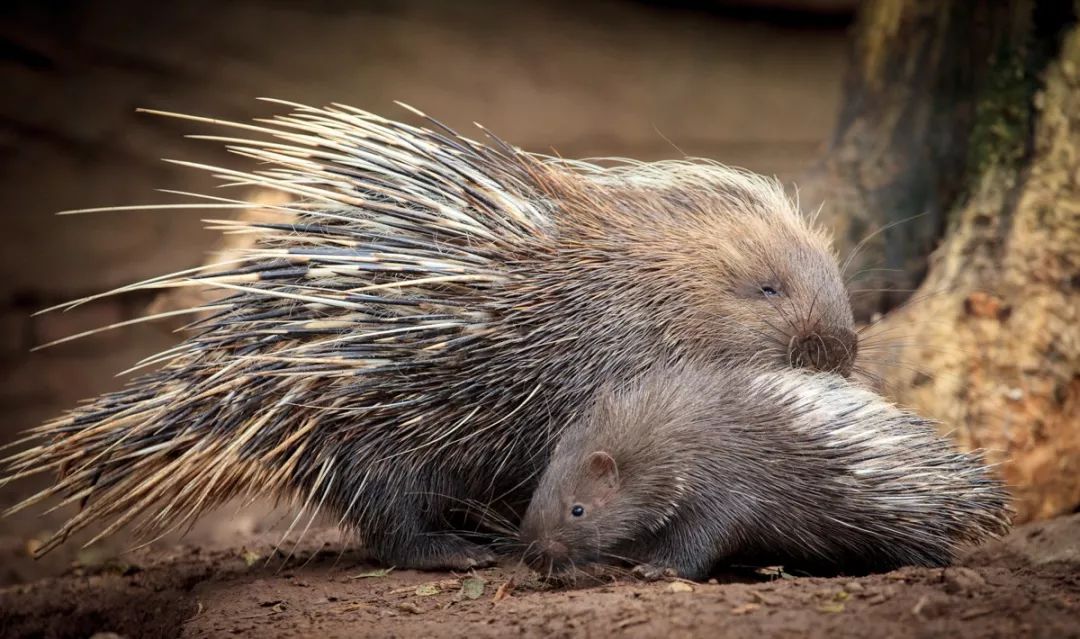 注意,小豪猪刚出生时身上的刺是柔软的,过不了多久就会变硬.