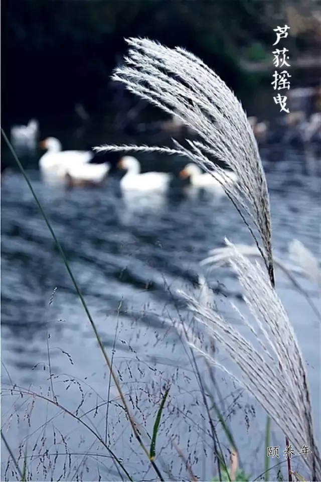 蒹葭苍苍白露为霜