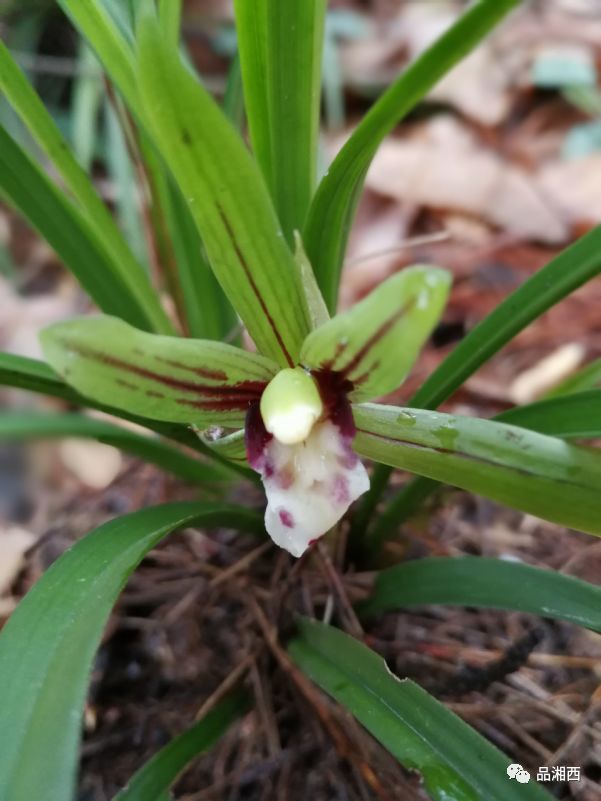 【文学】家乡处处野兰香