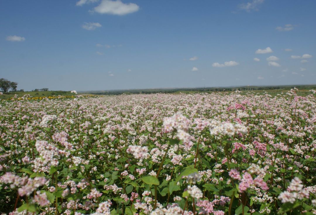 盐池:开展荞麦生产气象服务