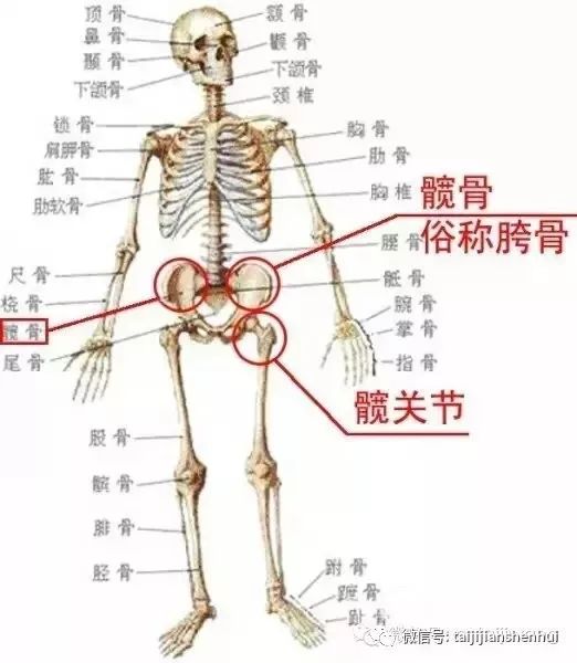 人体锁骨结构图图片