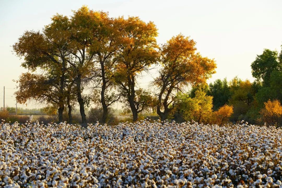 全棉时代上新季 | 优选新疆长绒棉,好棉自然有底气!_棉花