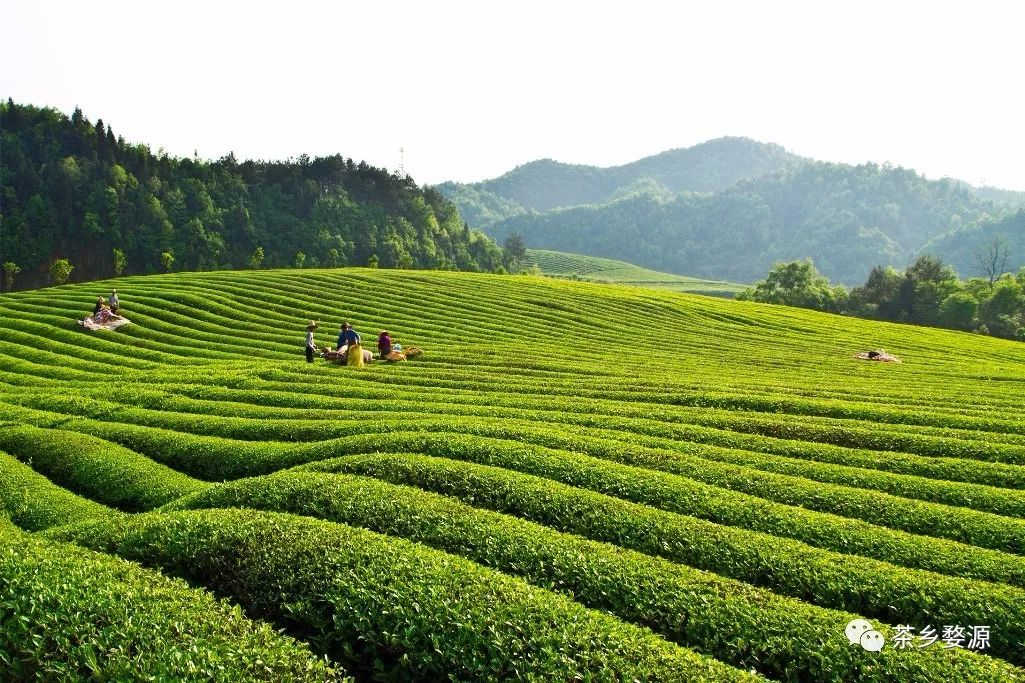 婺源绿茶摄影大赛作品组图_茶园