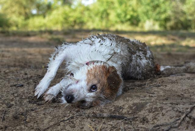 虫有人任认为狗狗把自己搞臭是为了不让寄生虫在它身上停留,例如蜱虫