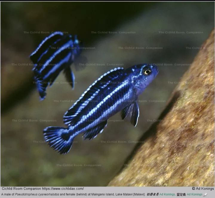 【图鉴专栏】杜sir线野生/美系马湖订单图鉴2019/9/08