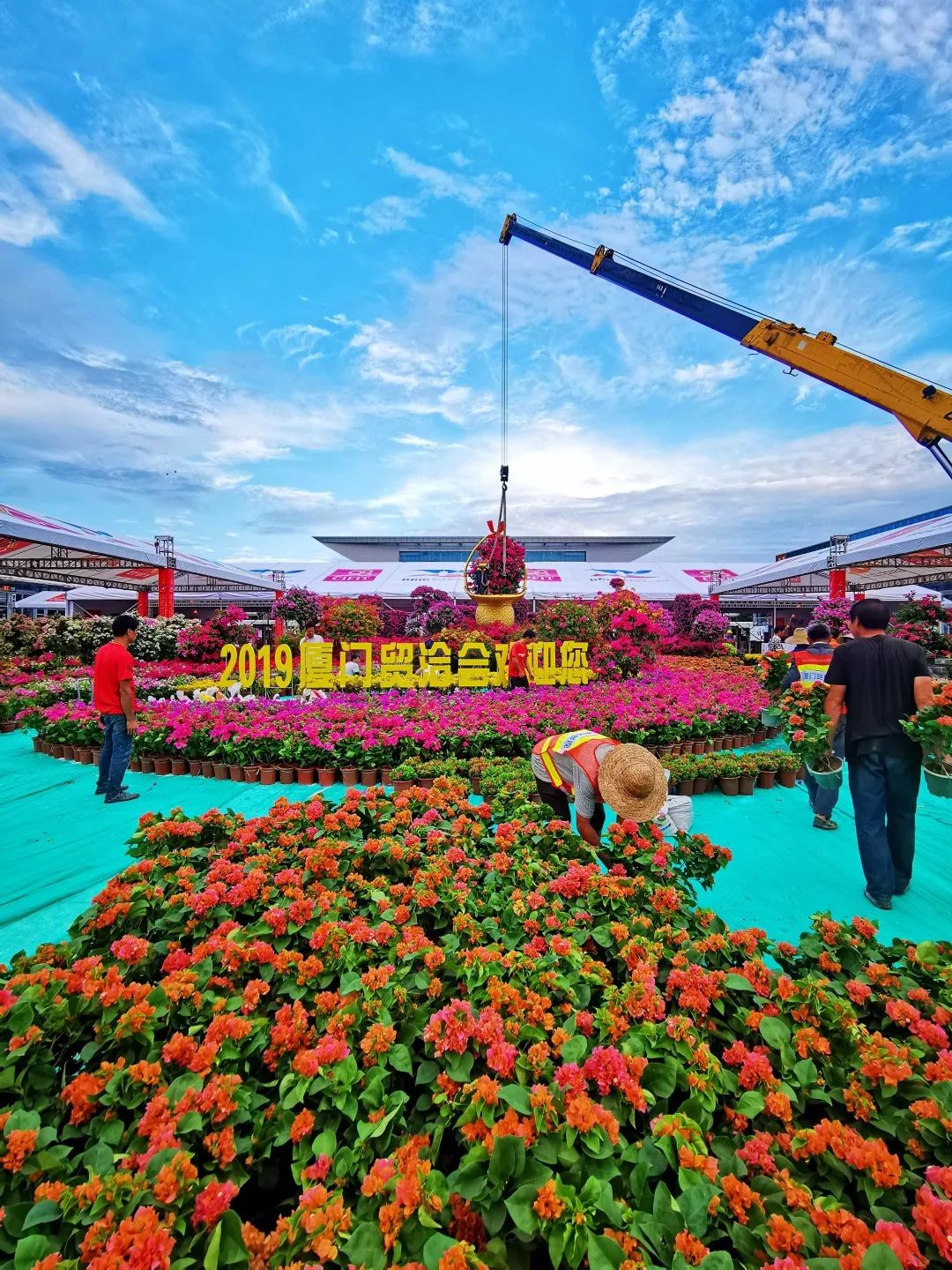厦门街头紫红"花街"刷屏了!花团锦簇迎宾朋