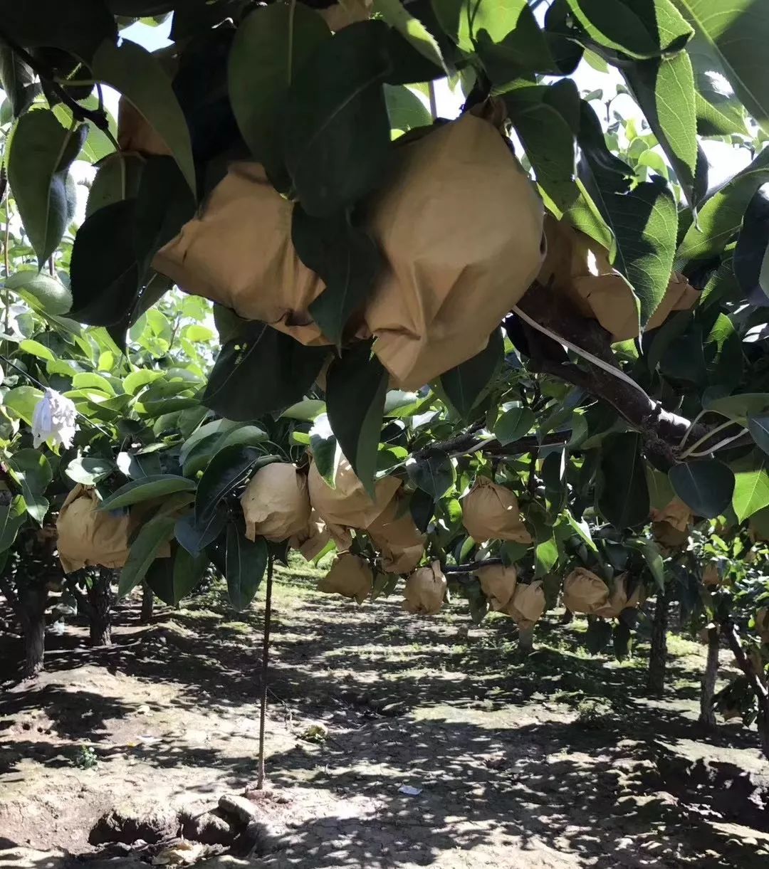 他们栽种的秋月梨从开花到结果,全程绿色种植,用套袋来替代除虫剂,不