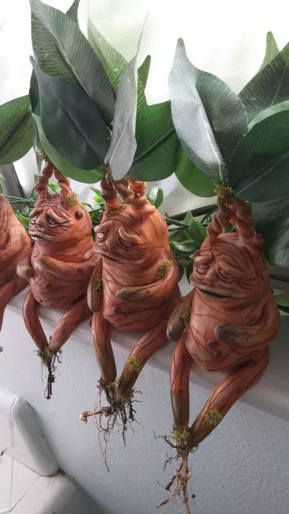 一生难得一遇的稀世奇花!