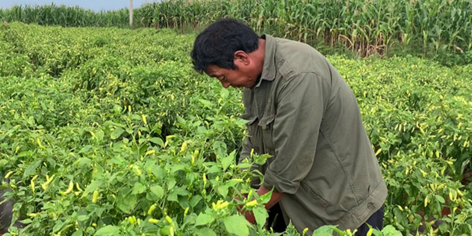 采访农民种植业一年能挣多少钱开始聊得很开心最后伯伯哽咽了