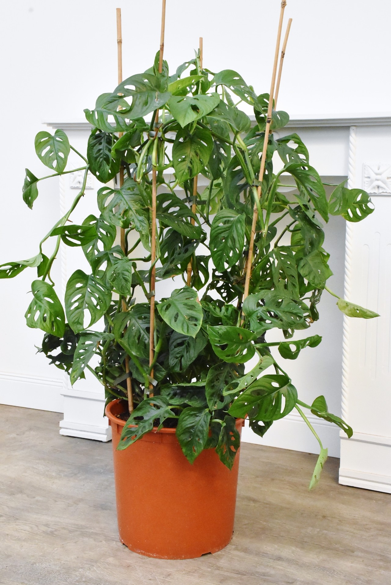 龟背竹养成爬藤植物养花盆里长两米多高茎长长了还能用来扦插