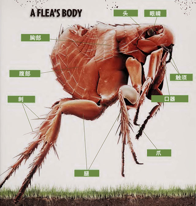 身上被跳蚤叮咬有什么方法可以灭跳蚤