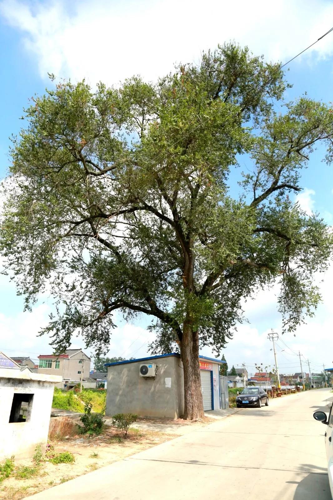 探访宝应乡村老树