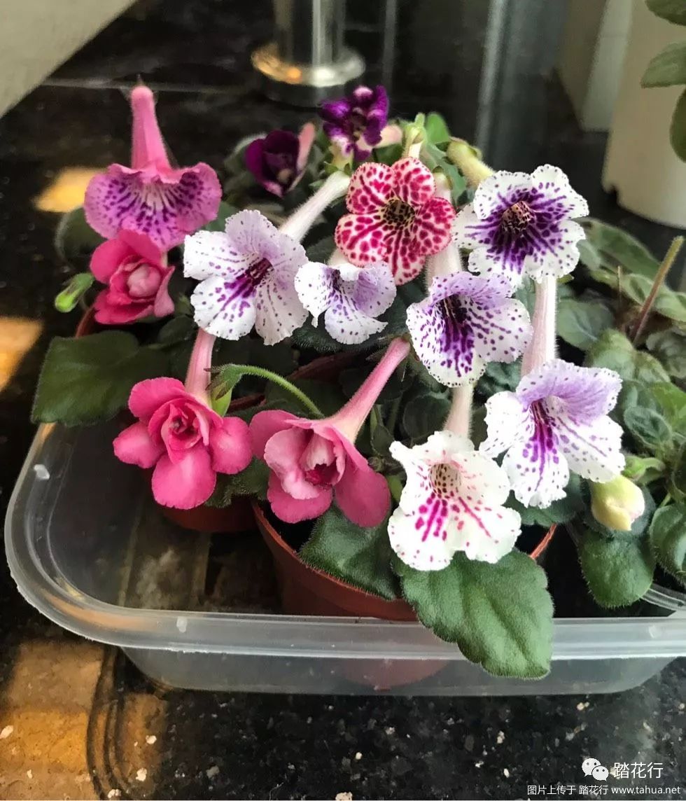 迷岩的可爱在于室内室外一样美