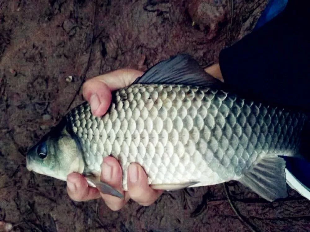 入秋如何钓鲫鱼不用太复杂记牢这几条就够了