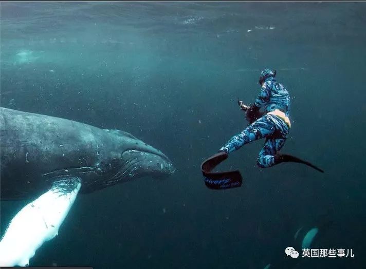 分享全世界撸过最多虎鲸的人类他的经历让人羡慕又感动