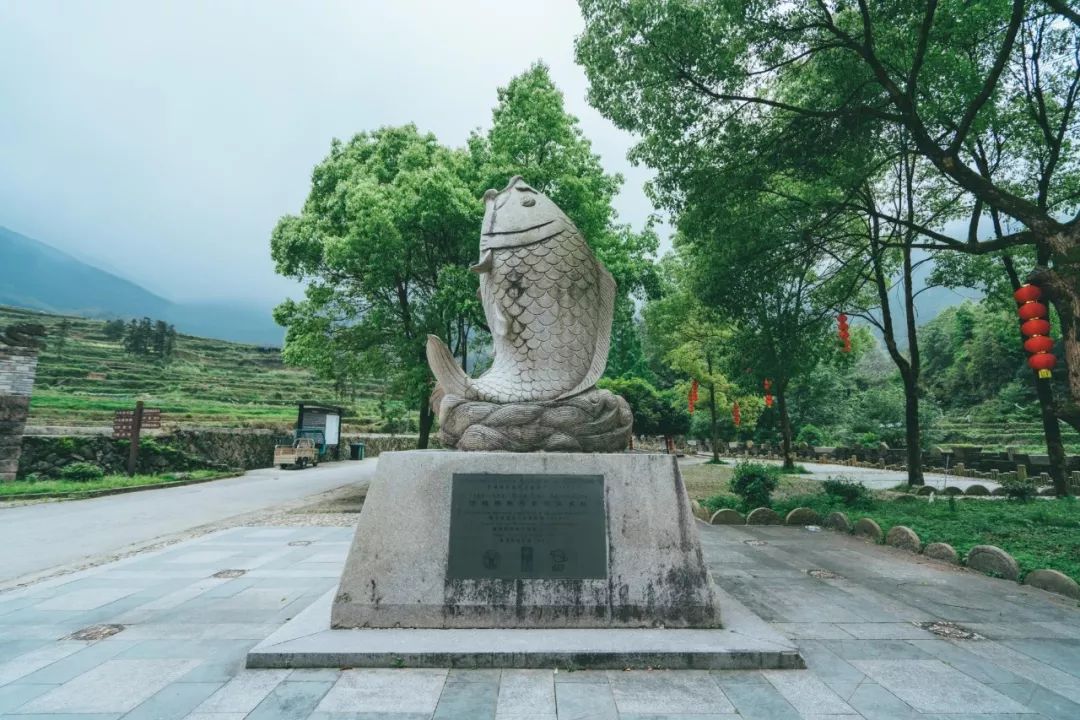 清光绪《青田县志》曾记载"青田田鱼":"田鱼,有红,黑,驳数色,土人在