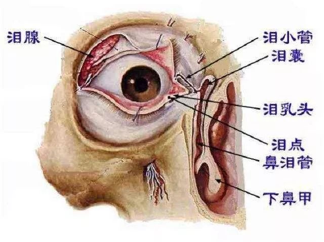 泪囊结构图图片