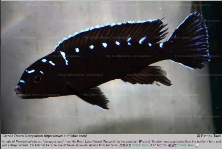 图鉴专栏杜sir线野生美系马湖订单图鉴2019908