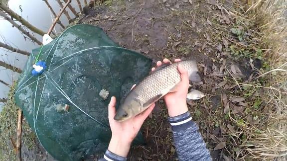 小小的地笼,还挺有吸引力的,草鱼都钻进去了!
