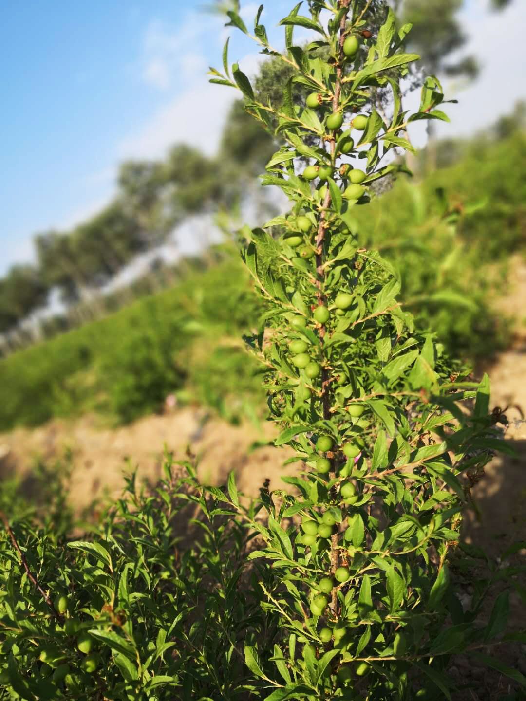 产地食材坝上实现欧李的社会价值是我几十年的梦想