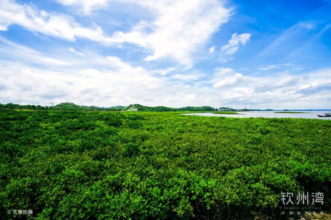 钦州湾白露风物志 秋意渐浓,似红非红_红树林