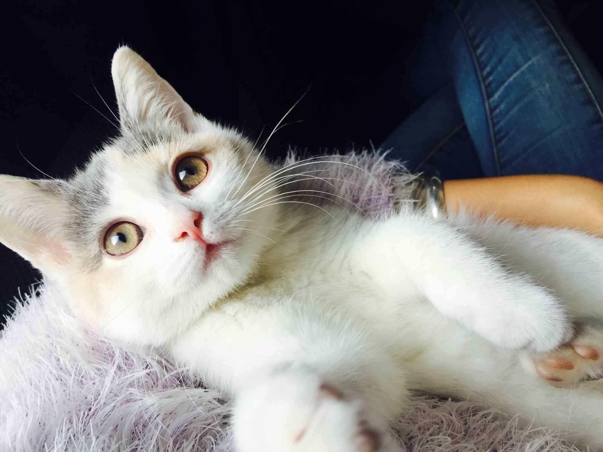 细说成猫与幼猫