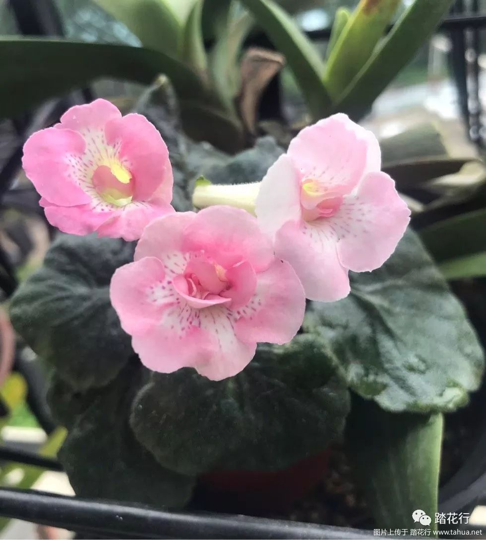 迷岩的可爱在于室内室外一样美