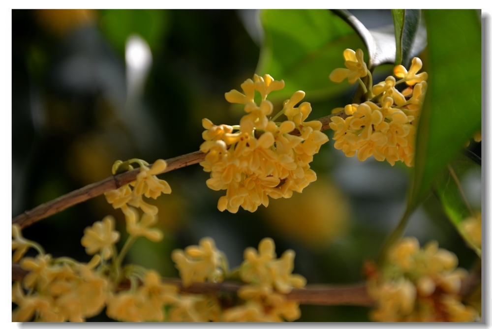 文/卧龙  · 晨烟香篆冲霄殿,讯问几时还愿.紫燕鹣鹣寻落慢.