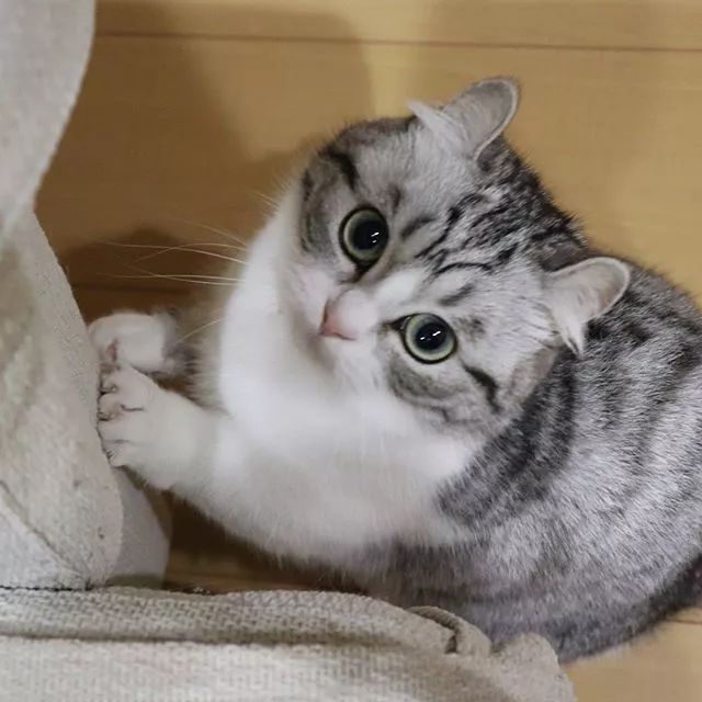 今日话题日本这只小奶喵太软萌了简直一个眼神就能俘获你